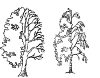 acacia and birch, both half-leaf and semi-naked